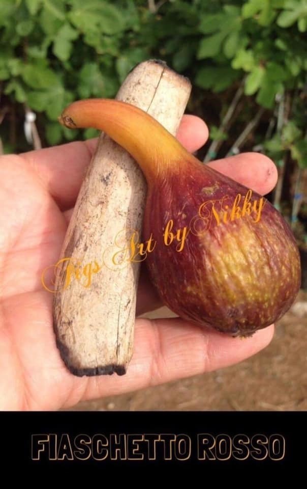 イチジク苗木「　FIASCHETTO ROSSO　（　レッドフラスク）　」①