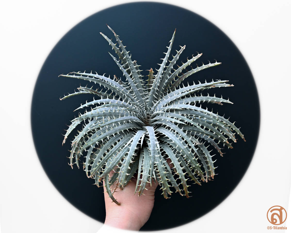 S-Dyckia -ディッキア-23-Delicata Snow white form 花、園芸 アナナス