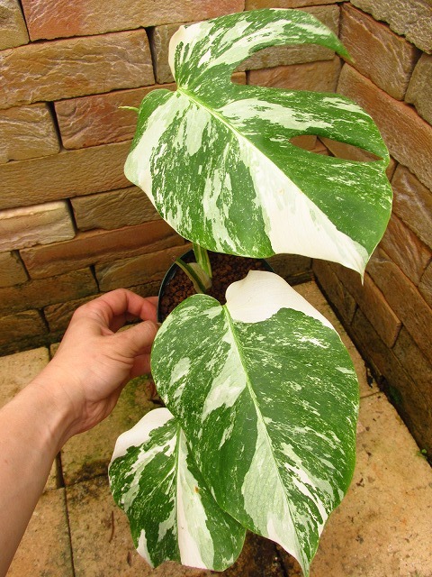 本舗】モンステラ ボルシギアナ 極麗白斑(Monstera deliciosa var