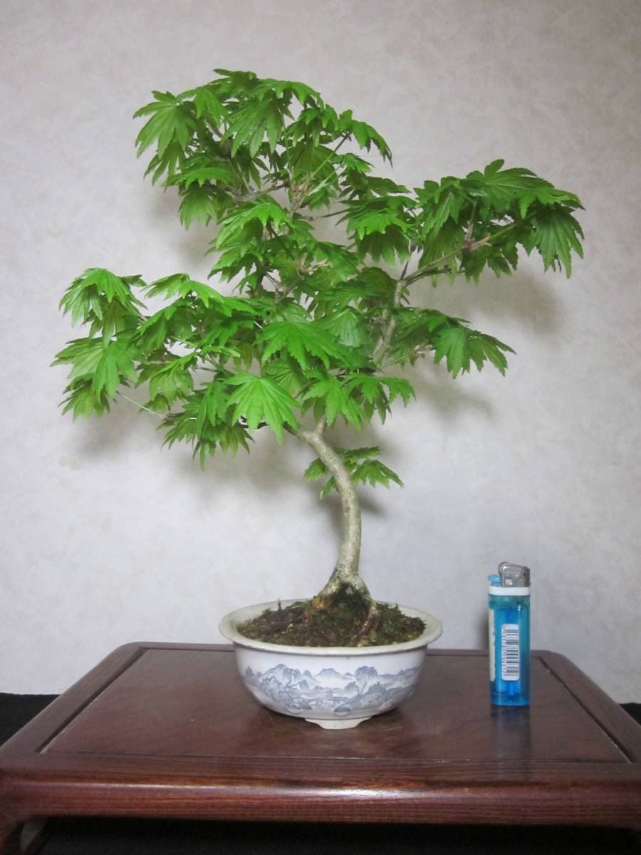 希少　古木感上々　コハウチワカエデ　小羽団扇楓　根張り良い足元　風情ある模様木　持込の貴風盆栽　樹高35センチ（地際から30センチ）