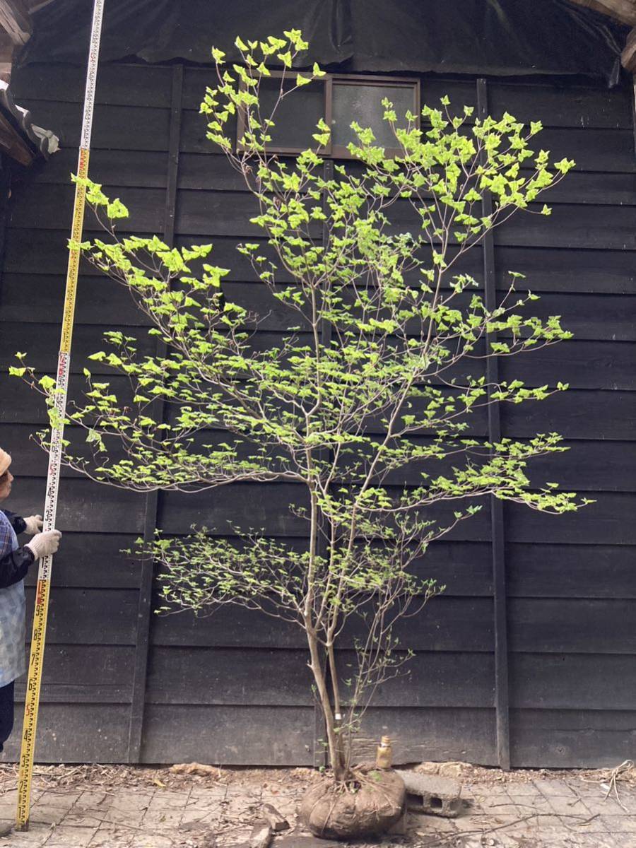 20 山取 ミツバツツジ 20 山採り ミツバツツジ