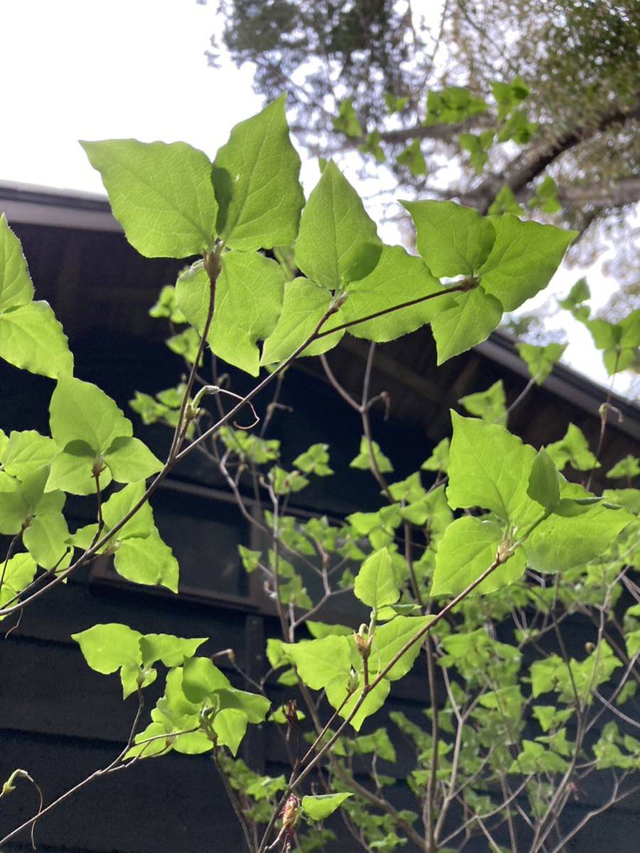 20 山取 ミツバツツジ