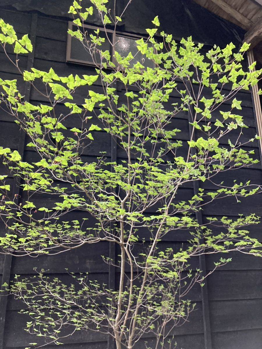 20 山取 ミツバツツジ