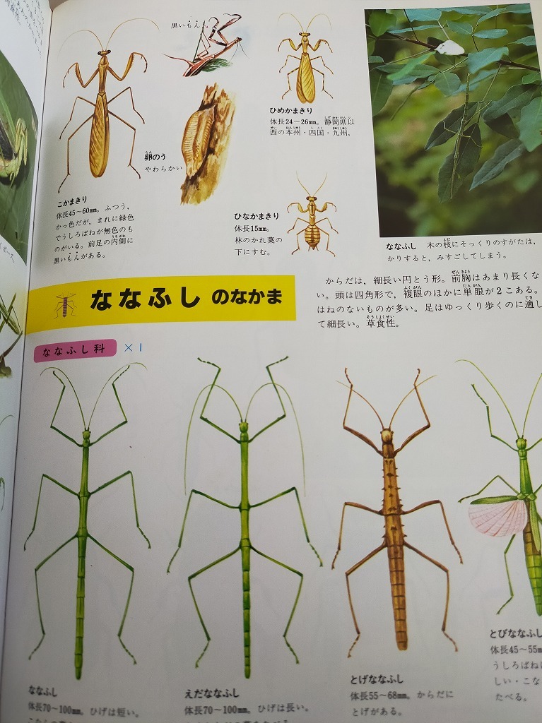 昆虫の図鑑 小学館の学習百科図鑑 1997年 古川春男 中山周平