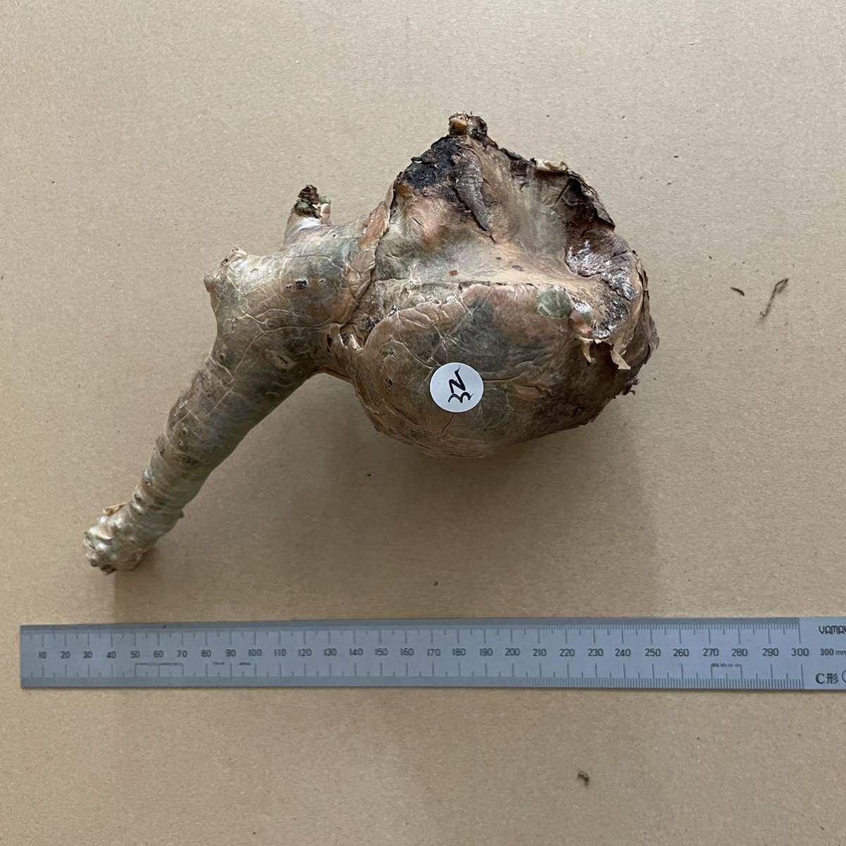 小葉 キフォステンマ ベティフォルメ Cyphostemma Betiforme， new type of small eaves Puntland， Somalia 多肉植物 塊根植物 32