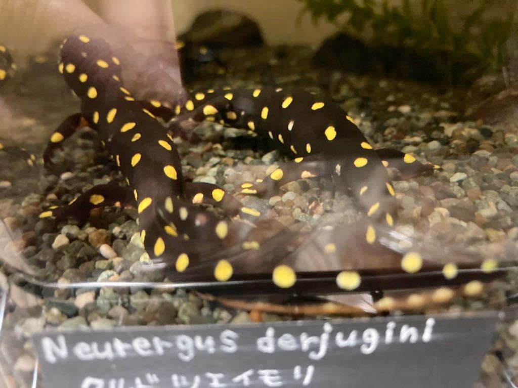 クルドツエイモリ2023CB 有精卵3個