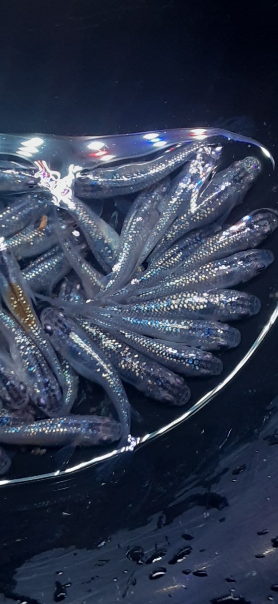 黒ラメ ヒレナガ 50匹 産卵 現物を送ります。 体格良好 よく肥えてます。めだか メダカ ラメメダカ