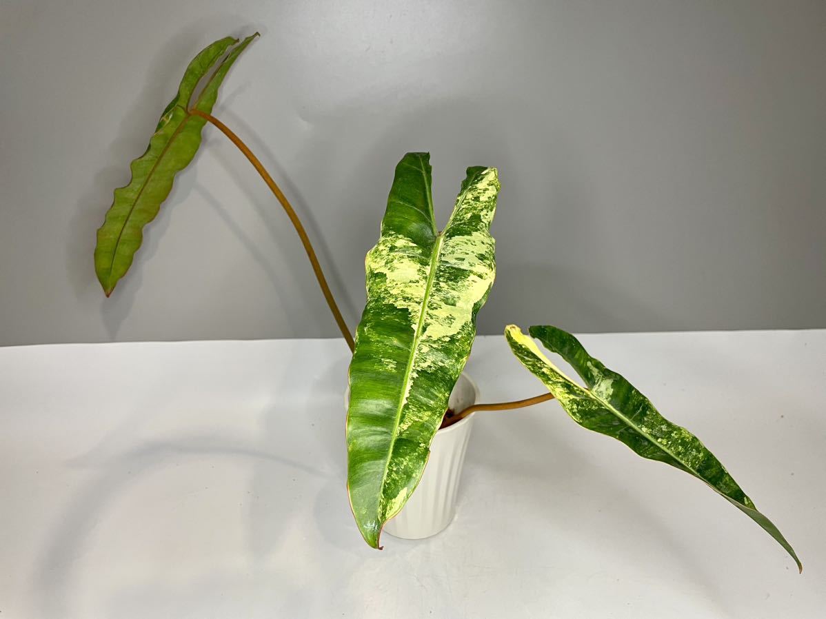 オペルクリカリアパキプスの実生その②-趣味の園芸- 6508 「実生株」オペル