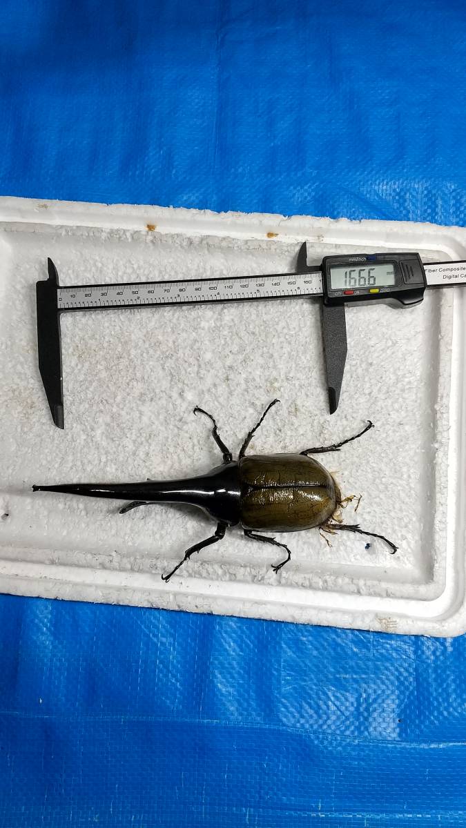 DHヘラクレス ヘラクレス | ♀60mm 131mm ♂ D.H.ヘラクレス NO.009 2齢幼虫4頭 新成虫 ペア 3令幼虫2ペアDHヘラクレス4匹 - ヘラクレス販売のビーラボ ヘラクレスリッキー -ヘラクレスヘラクレス(幼虫)の