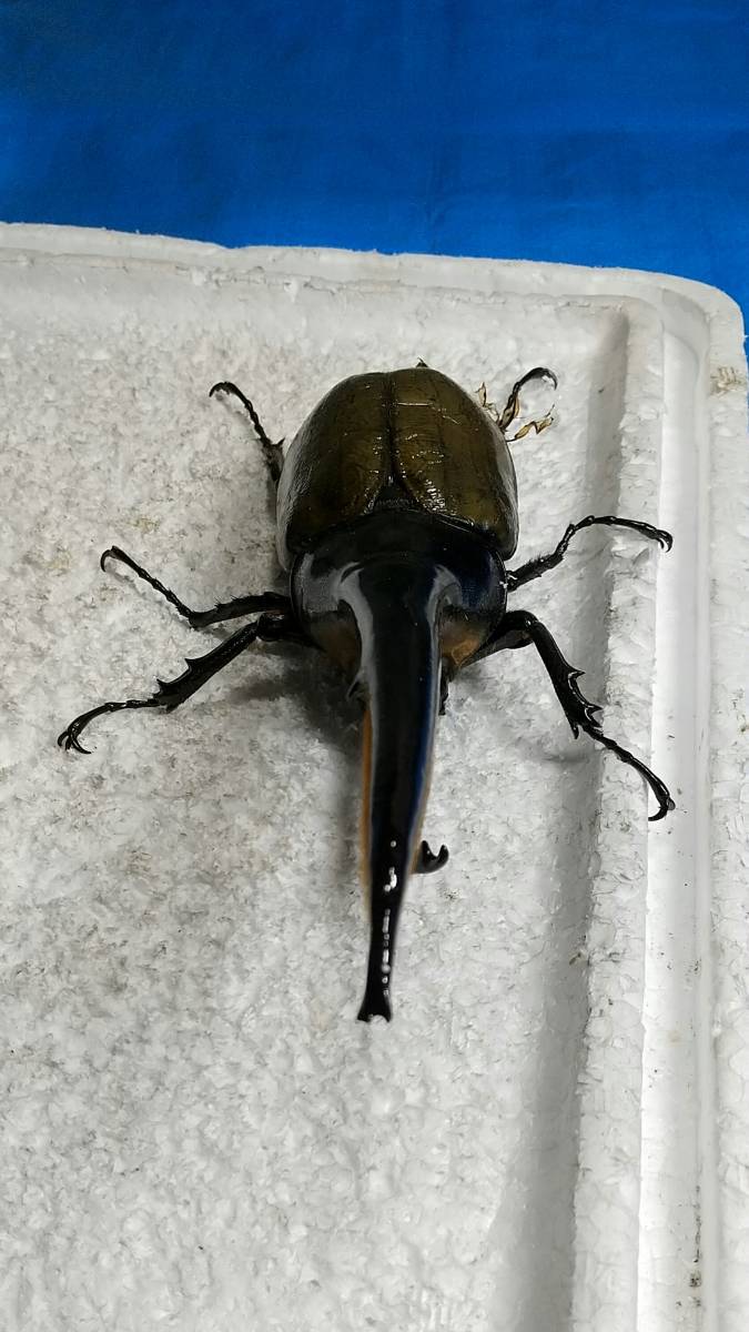 DHヘラクレス ヘラクレス | ♀60mm 131mm ♂ D.H.ヘラクレス NO.009 2齢幼虫4頭 新成虫 ペア 3令幼虫2ペアDHヘラクレス4匹 - ヘラクレス販売のビーラボ ヘラクレスリッキー -ヘラクレスヘラクレス(幼虫)の
