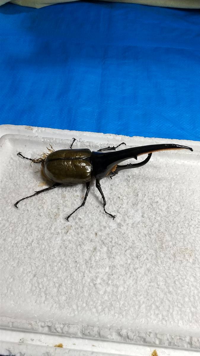 DHヘラクレス ヘラクレス | ♀60mm 131mm ♂ D.H.ヘラクレス NO.009 2齢幼虫4頭 新成虫 ペア 3令幼虫2ペアDHヘラクレス4匹 - ヘラクレス販売のビーラボ ヘラクレスリッキー -ヘラクレスヘラクレス(幼虫)の
