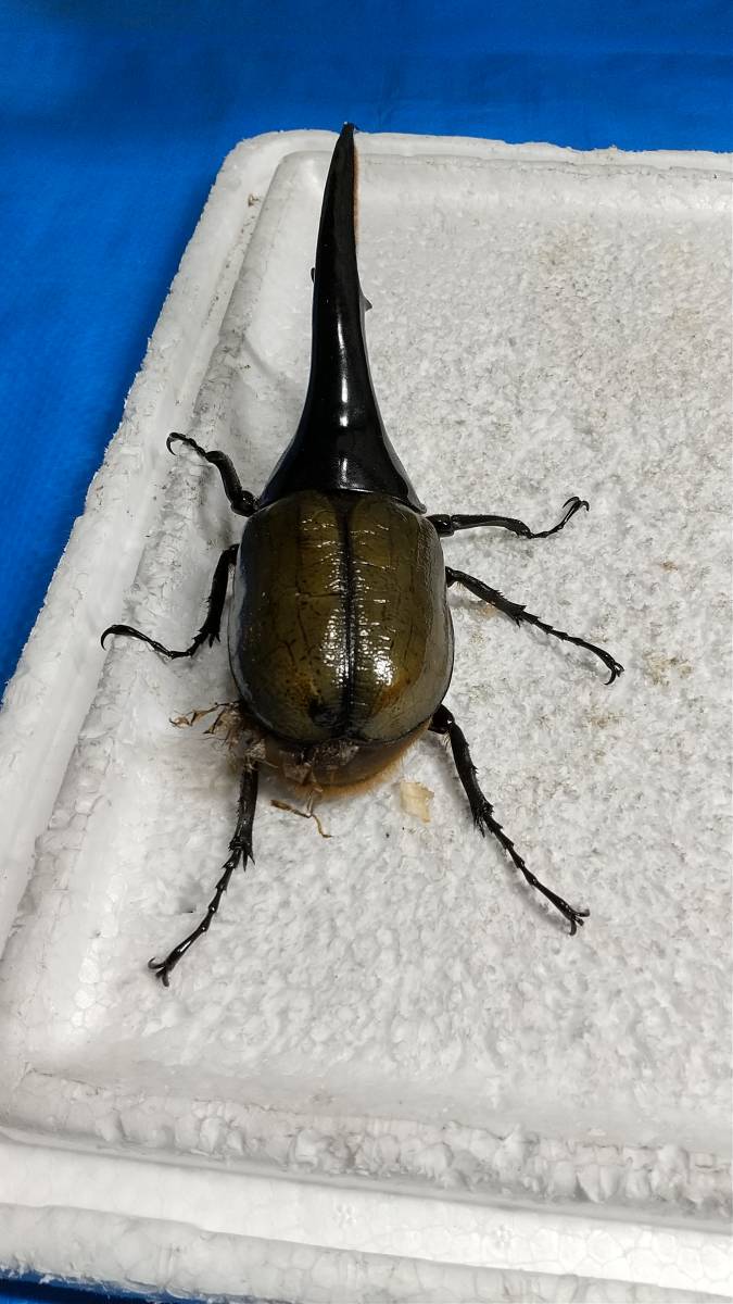 DHヘラクレス ヘラクレス | ♀60mm 131mm ♂ D.H.ヘラクレス NO.009 2齢幼虫4頭 新成虫 ペア 3令幼虫2ペアDHヘラクレス4匹 - ヘラクレス販売のビーラボ ヘラクレスリッキー -ヘラクレスヘラクレス(幼虫)の