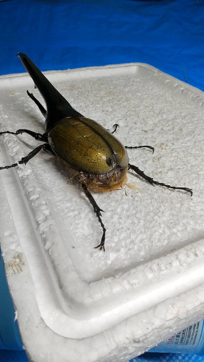 DHヘラクレス ヘラクレス | ♀60mm 131mm ♂ D.H.ヘラクレス NO.009 2齢幼虫4頭 新成虫 ペア 3令幼虫2ペアDHヘラクレス4匹 - ヘラクレス販売のビーラボ ヘラクレスリッキー -ヘラクレスヘラクレス(幼虫)の