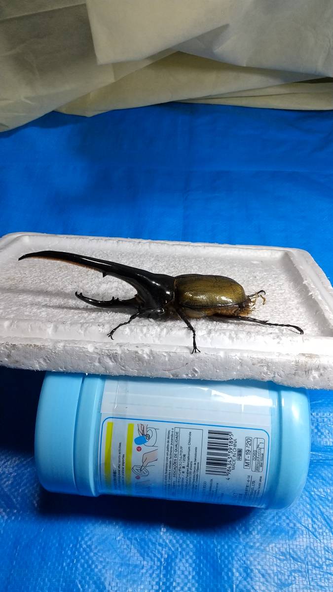 DHヘラクレス ヘラクレス | ♀60mm 131mm ♂ D.H.ヘラクレス NO.009 2齢幼虫4頭 新成虫 ペア 3令幼虫2ペアDHヘラクレス4匹 - ヘラクレス販売のビーラボ ヘラクレスリッキー -ヘラクレスヘラクレス(幼虫)の