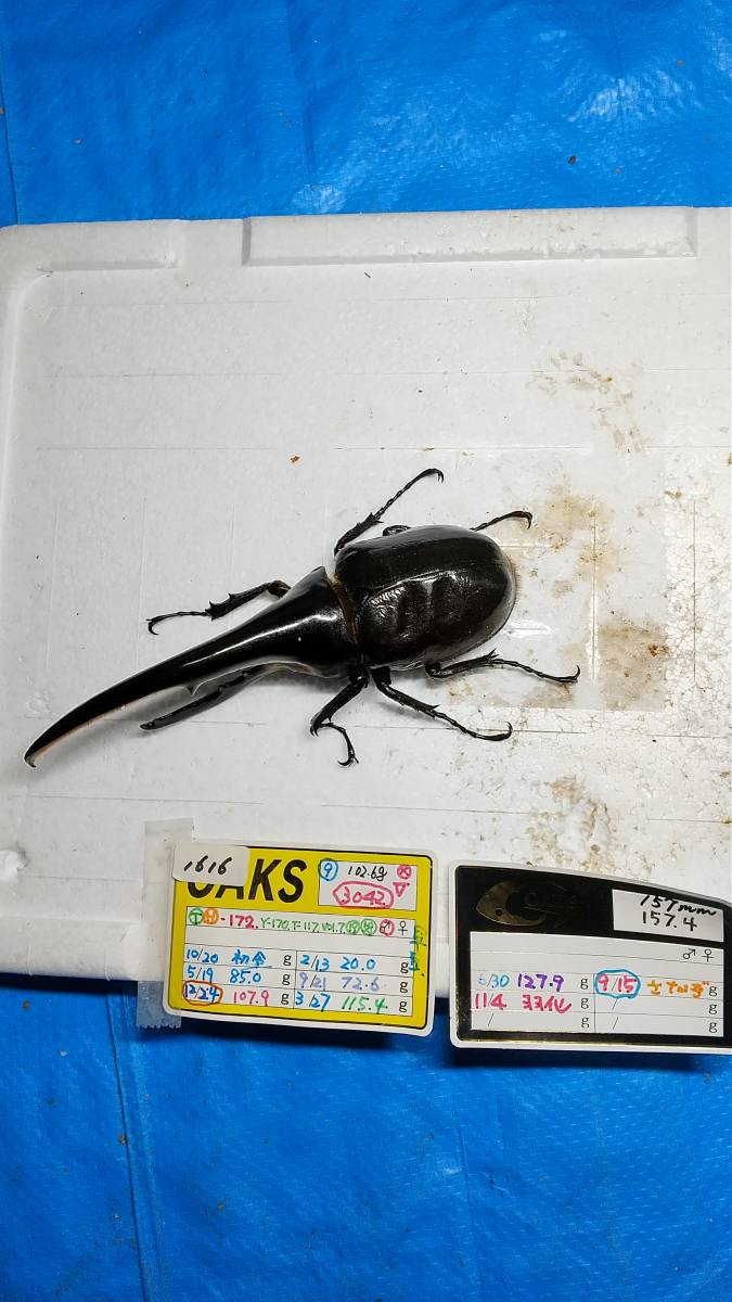 DHヘラクレス ヘラクレス | ♀60mm 131mm ♂ D.H.ヘラクレス NO.009 2齢幼虫4頭 新成虫 ペア 3令幼虫2ペアDHヘラクレス4匹 - ヘラクレス販売のビーラボ ヘラクレスリッキー -ヘラクレスヘラクレス(幼虫)の