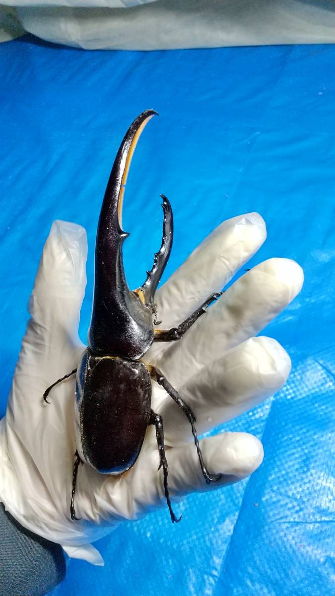 DHヘラクレス ヘラクレス | ♀60mm 131mm ♂ D.H.ヘラクレス NO.009 2齢幼虫4頭 新成虫 ペア 3令幼虫2ペアDHヘラクレス4匹 - ヘラクレス販売のビーラボ ヘラクレスリッキー -ヘラクレスヘラクレス(幼虫)の