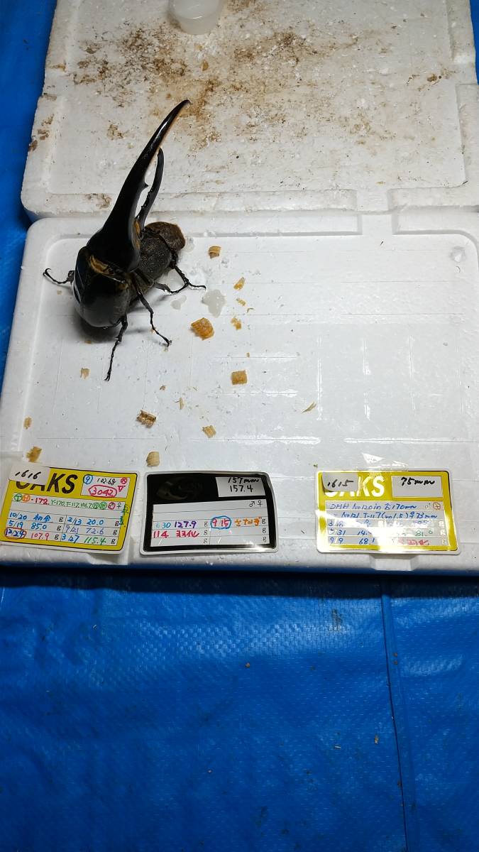 DHヘラクレス ヘラクレス | ♀60mm 131mm ♂ D.H.ヘラクレス NO.009 2齢幼虫4頭 新成虫 ペア 3令幼虫2ペアDHヘラクレス4匹 - ヘラクレス販売のビーラボ ヘラクレスリッキー -ヘラクレスヘラクレス(幼虫)の