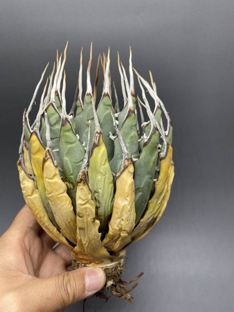 agave アガベ チタノタ ホリダ 多肉植物 観葉植物 鉢付 【公式通販】