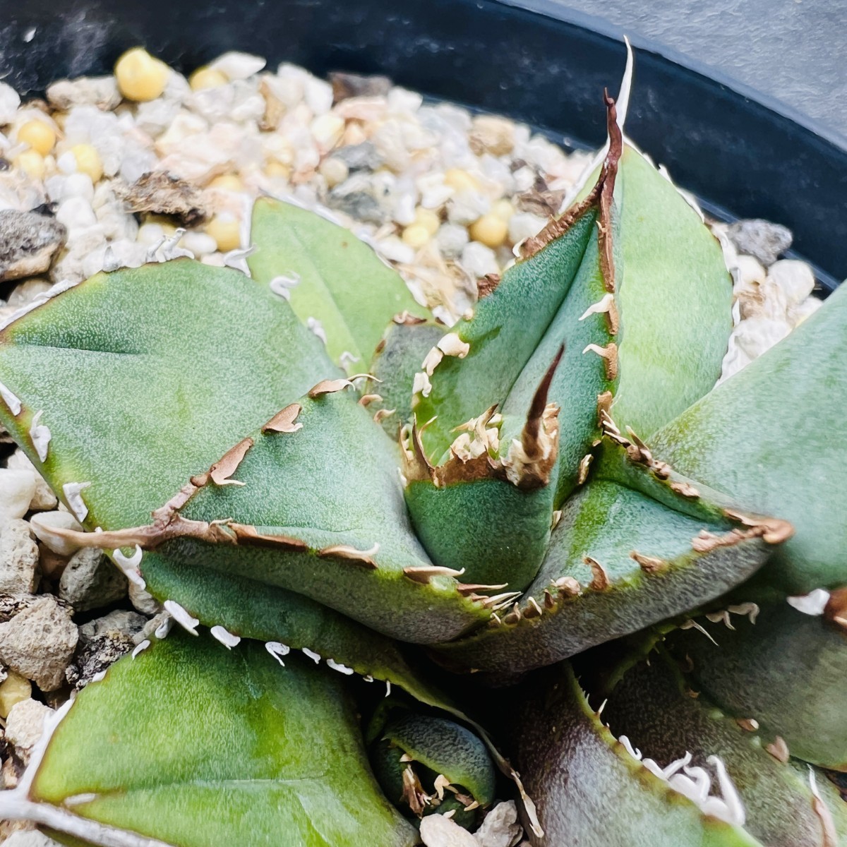 LZS44 厳選 アガベ チタノタ 海王 貴重な希少種 排棘 連棘 強白棘