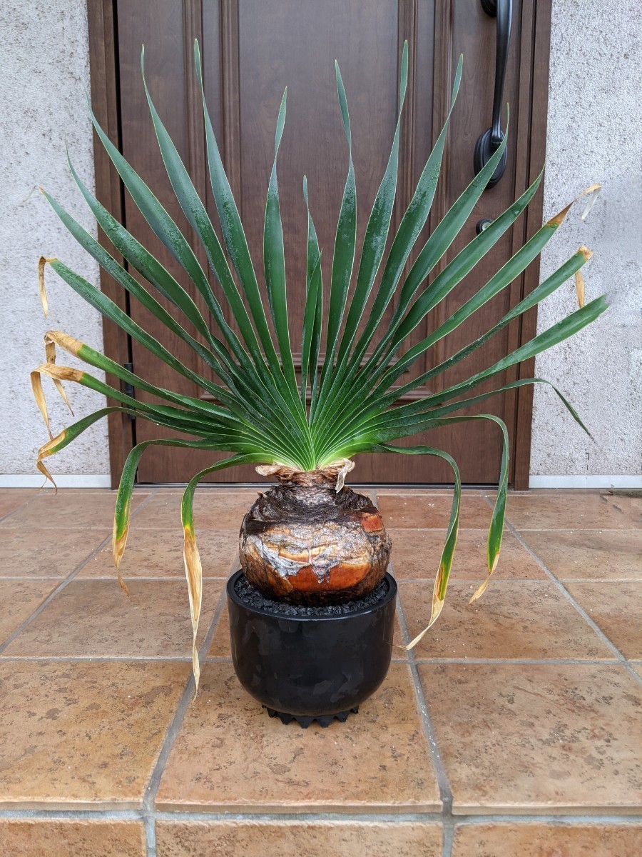 パキポディウム グラキリス 検)パキプス コミフォラ コーデックス