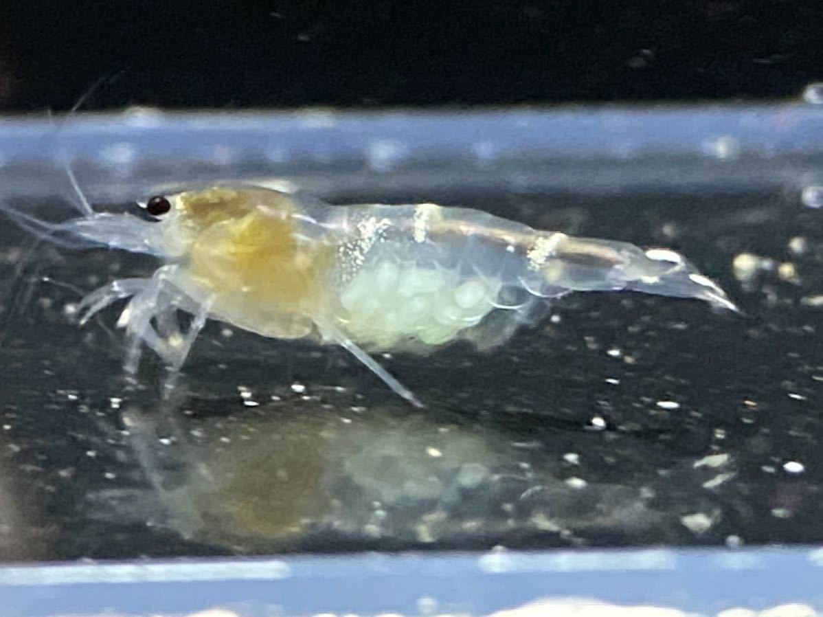 【蒼藤えび】ゴーストシャドーシュリンプ　10ペア20匹（内抱卵個体5匹含）