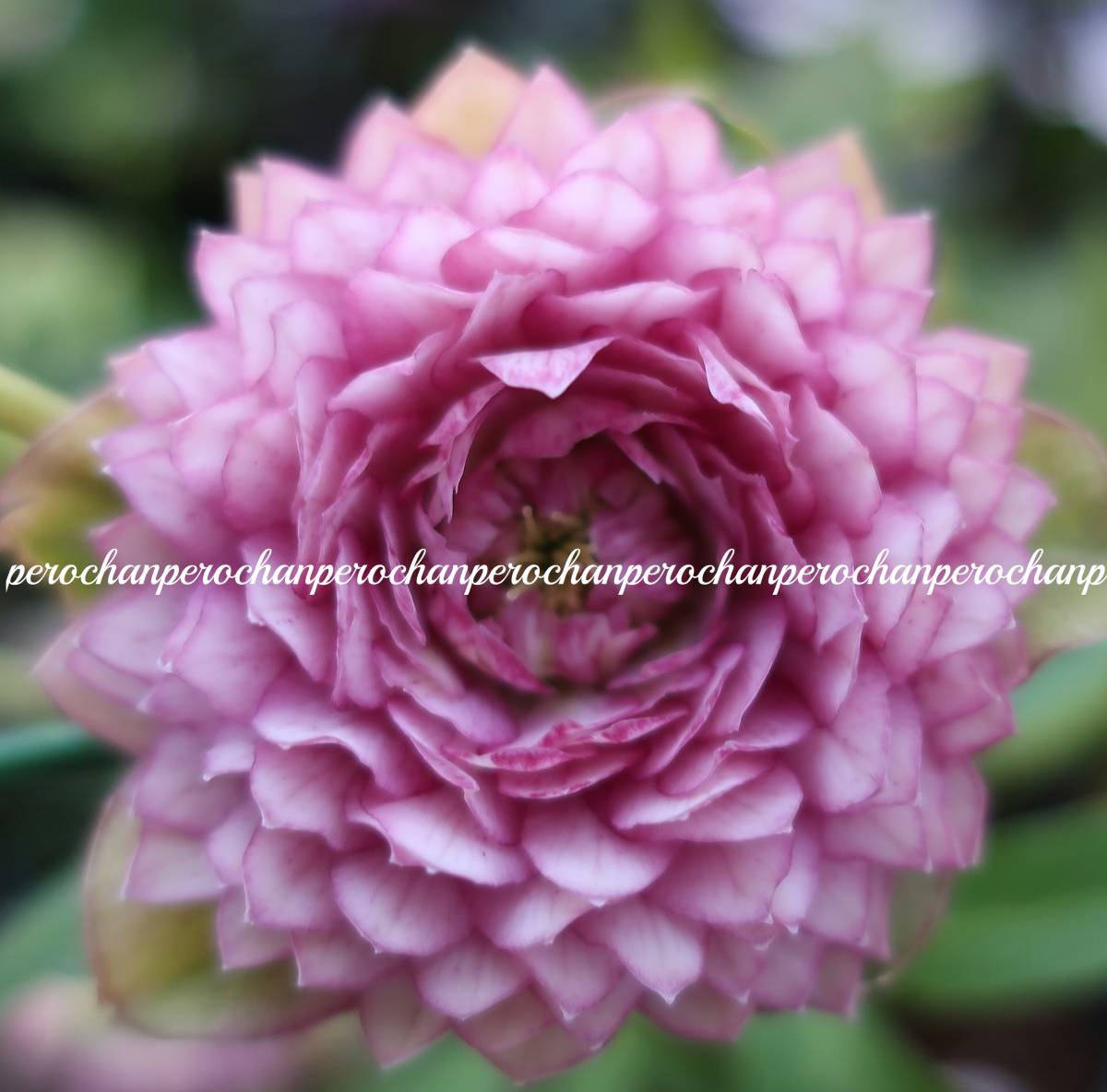 ★29★　クリスマスローズ　小輪 超多弁ピンク　セルフ　種子５粒　