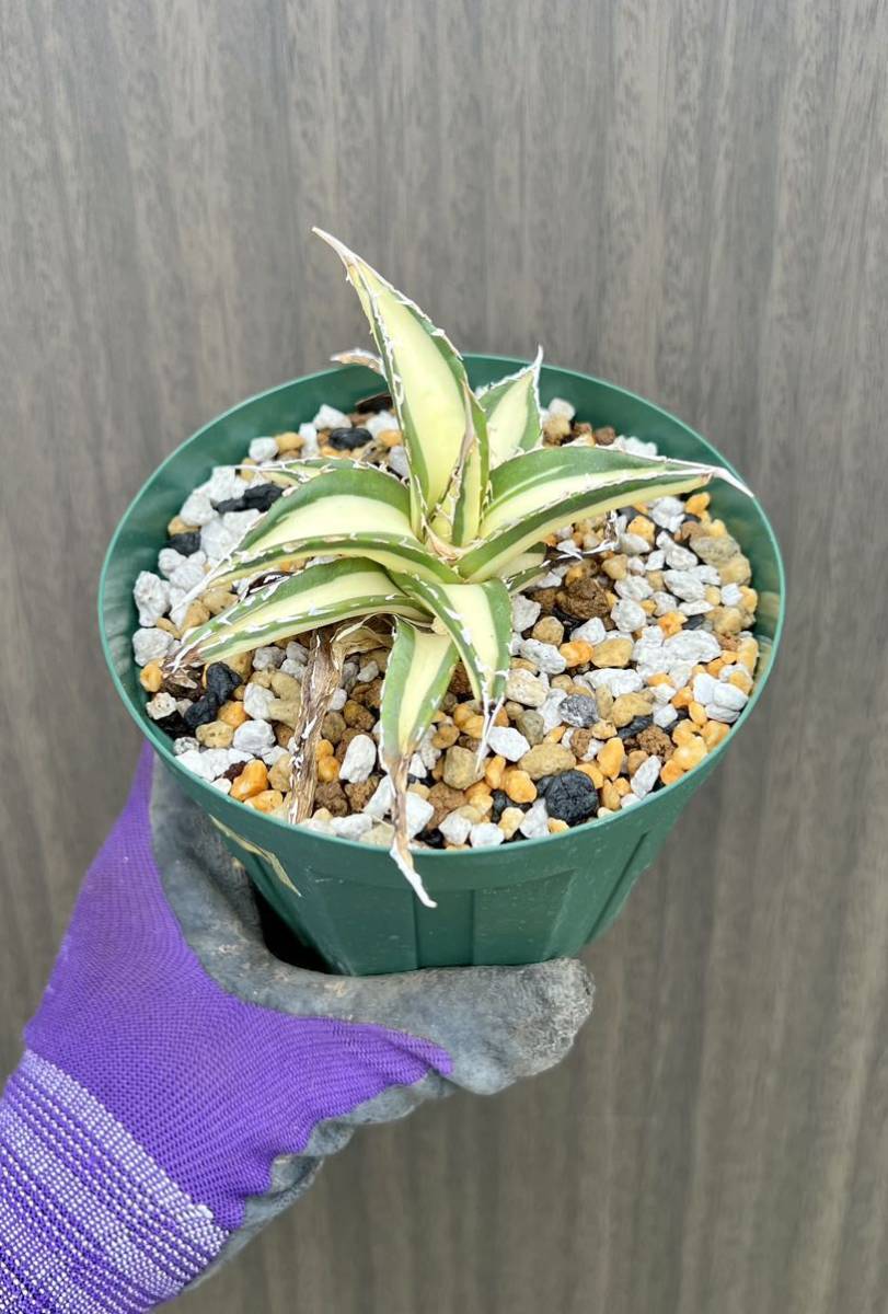 アガベ　ジェスブレイティ　白中斑　パープソラム アガベ ジェスブレイティ パープソラム 白中斑