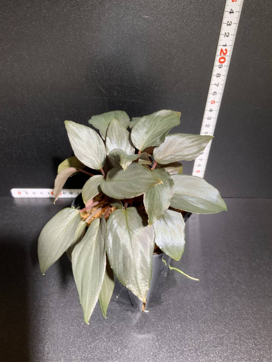 ホマロメナ Homalomena sp. “赤鉄鉱” Kepulauan Riau [SGP Import]｜花  
