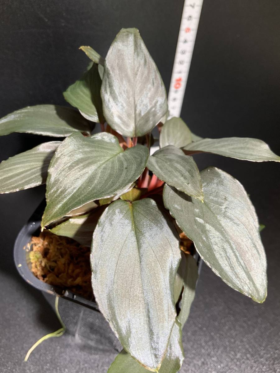 ホマロメナ sp. “ 赤鉄鉱 “ Homalomena sp. “ 赤鉄鉱 “ ジメ植