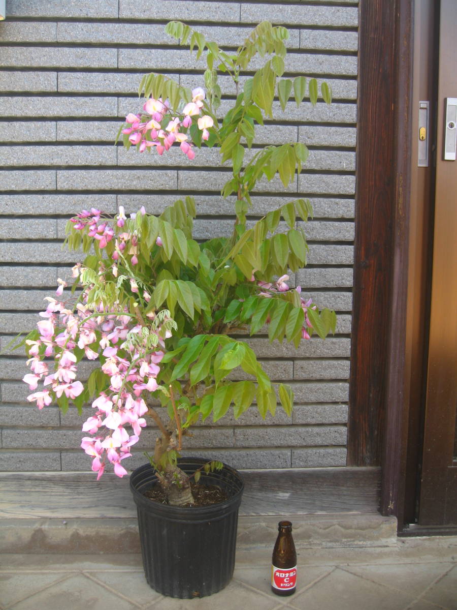 昭和紅藤　希少品種 珍しい品種の藤 【昭和紅藤】 樹高約1m 花の色はピンク ②