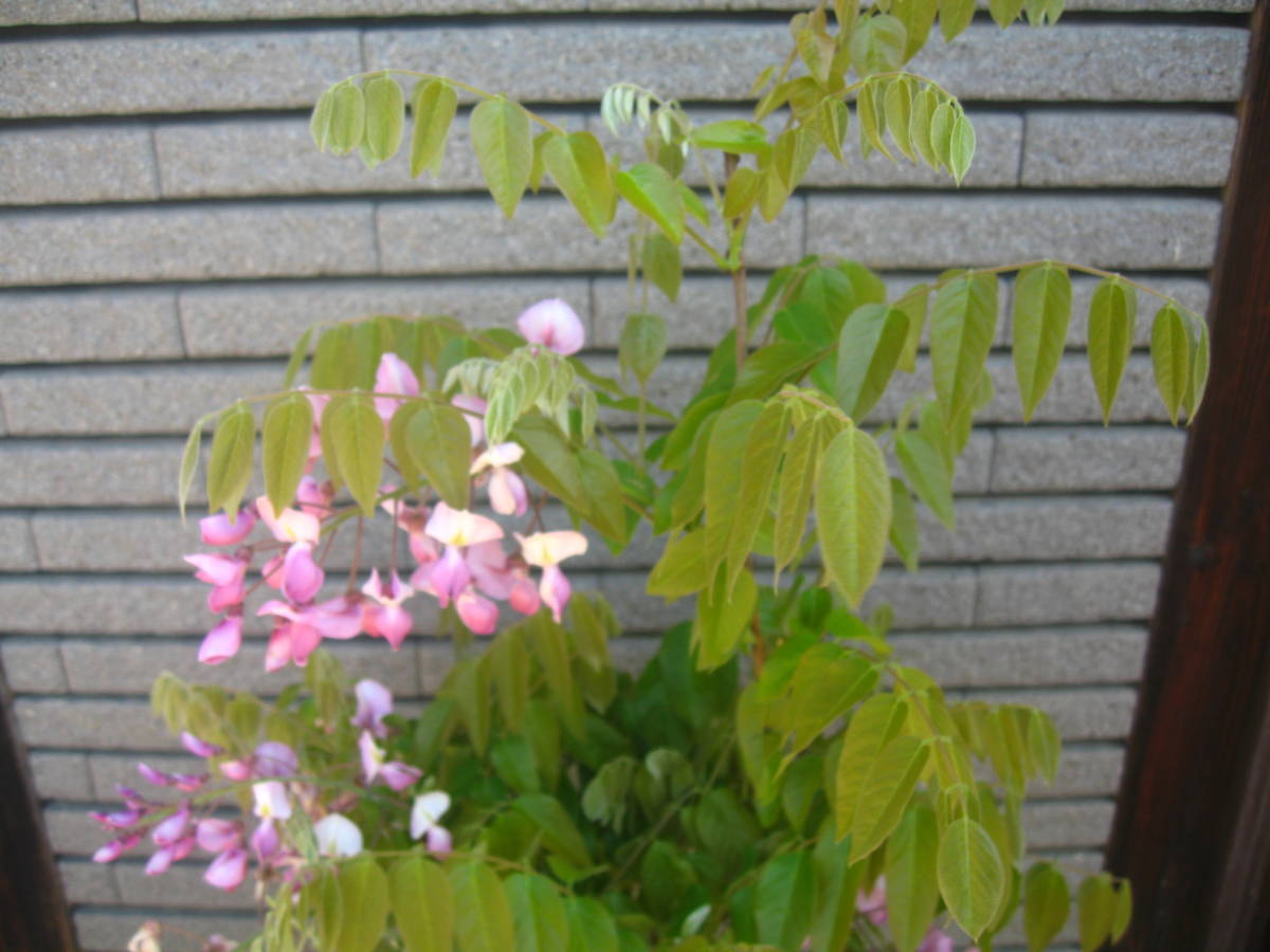 珍しい品種の藤 【昭和紅藤】 樹高約1m 花の色はピンク ②