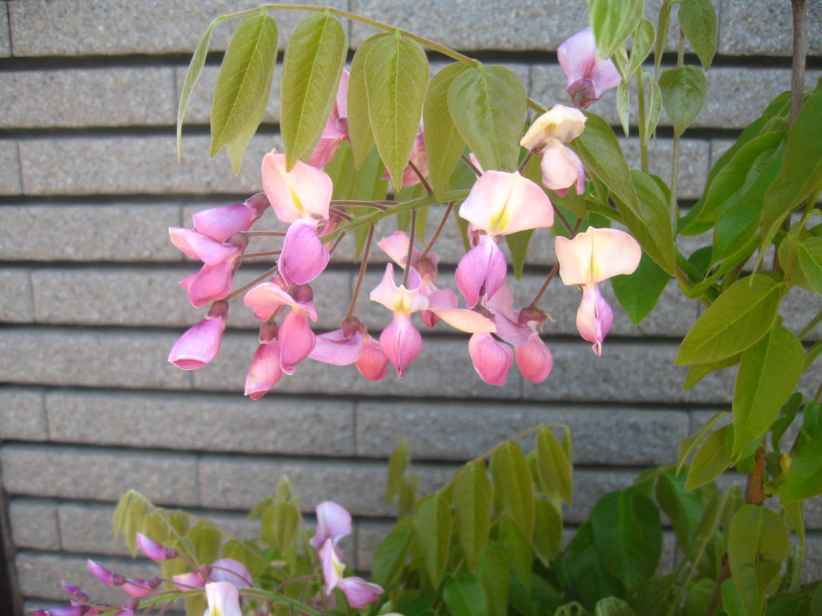 珍しい品種の藤 【昭和紅藤】 樹高約1m 花の色はピンク ②