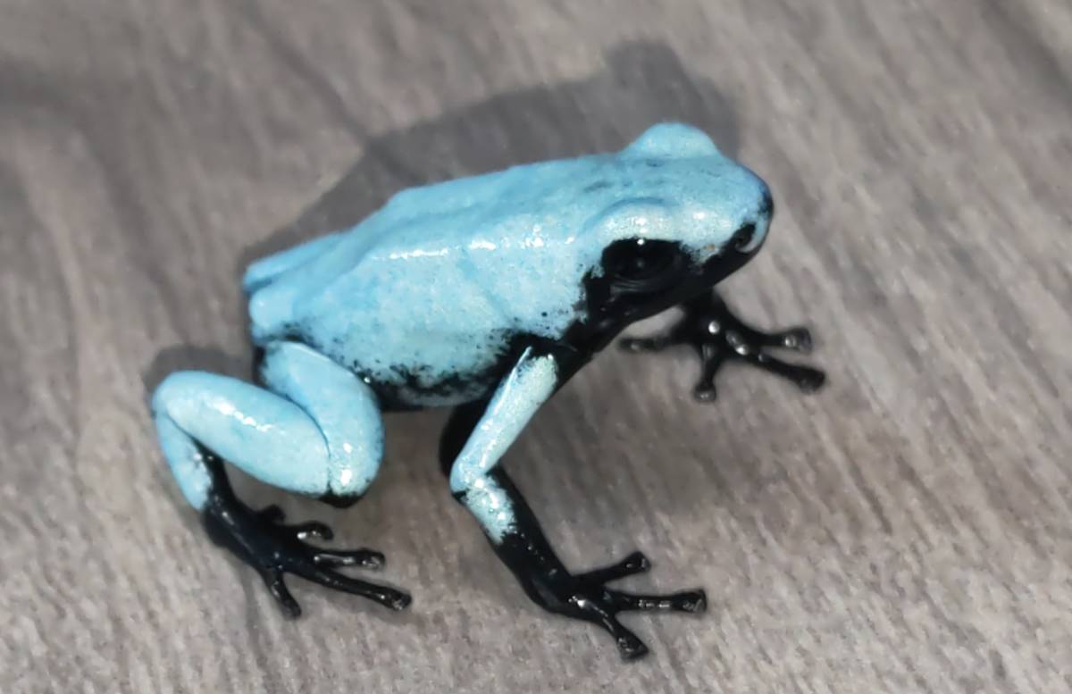 ガラクトノータスヤドクガエル【CB.ブルー】