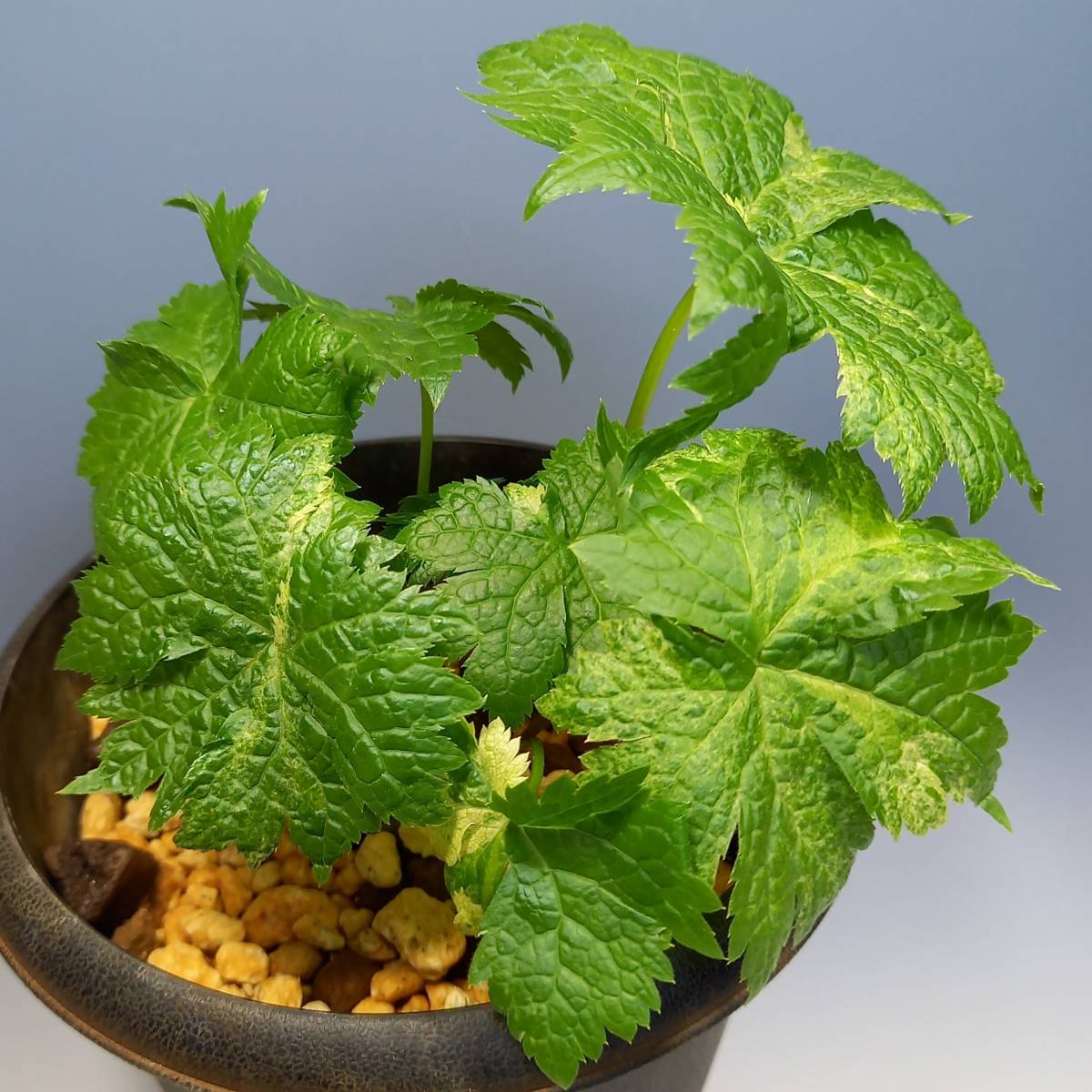 斑入り山野草　雪割草　斑入りシラネアオイ　８芽　美品　希少品。