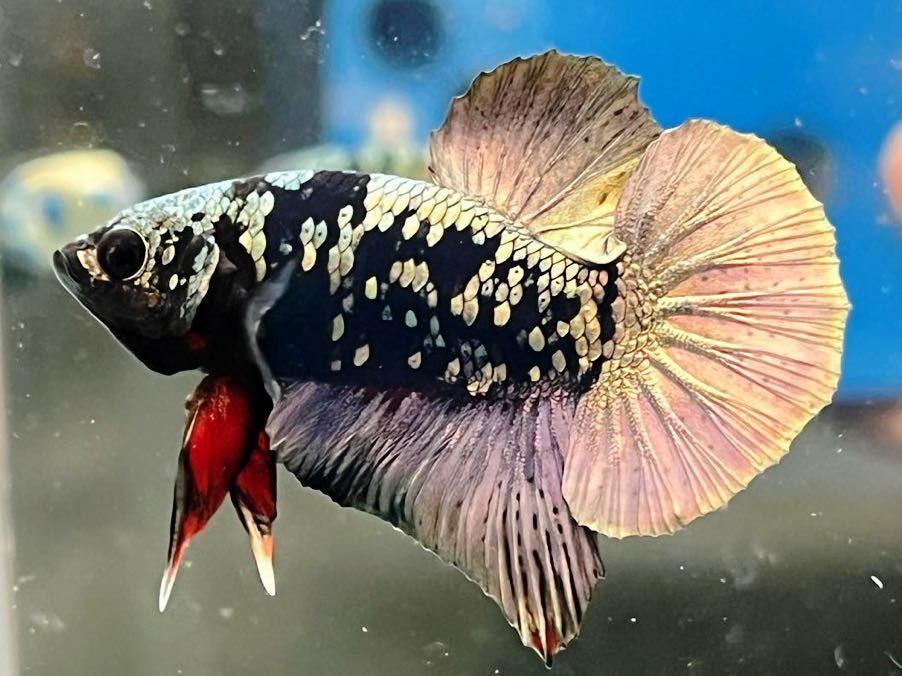 ★極上★ベタ　394 ブラックカッパー　アバター　ギャラクシー　4cm ♂　★死着保証 ★動画有り