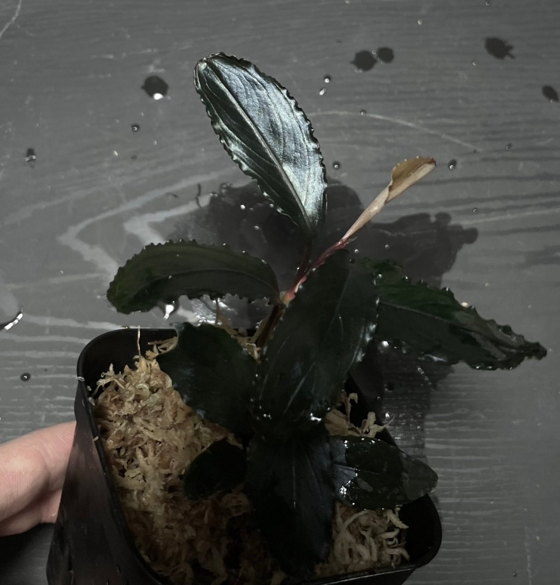 Bucephalandra Deep Purple - Blue sp Plant sp. Aquatic