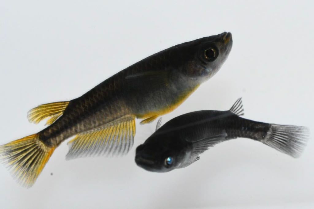 【ハチマル】喪屍（ゾンビ）鰭長遺伝子入り　若魚　1ペア(オス普通目、メス両目)+オマケ普通目　 　　28-06