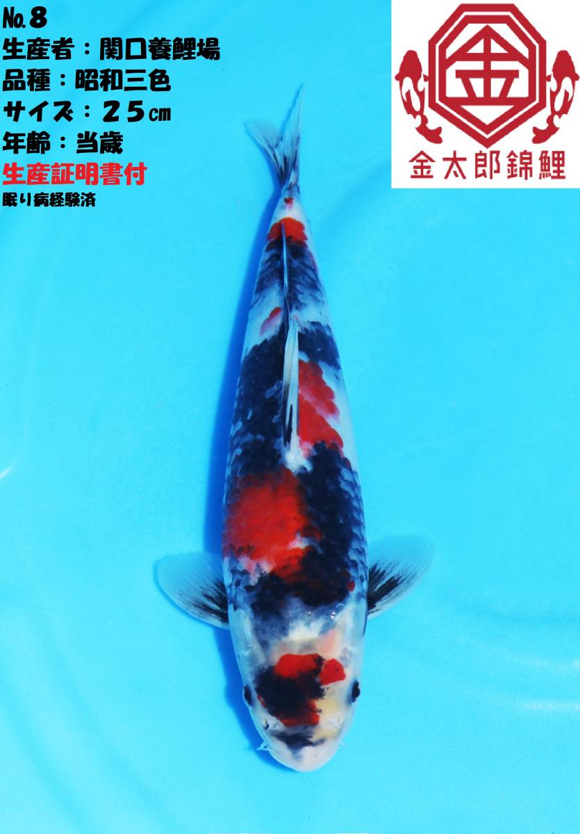 ○○錦鯉○○ 令和元年 当歳 昭和三色 5尾セット No.21 昭和三色