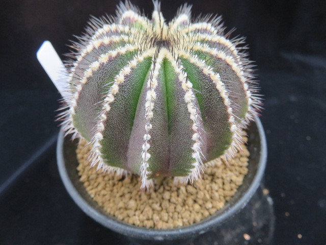 ４１．ペクチニフェラ錦　サボテン　多肉植物