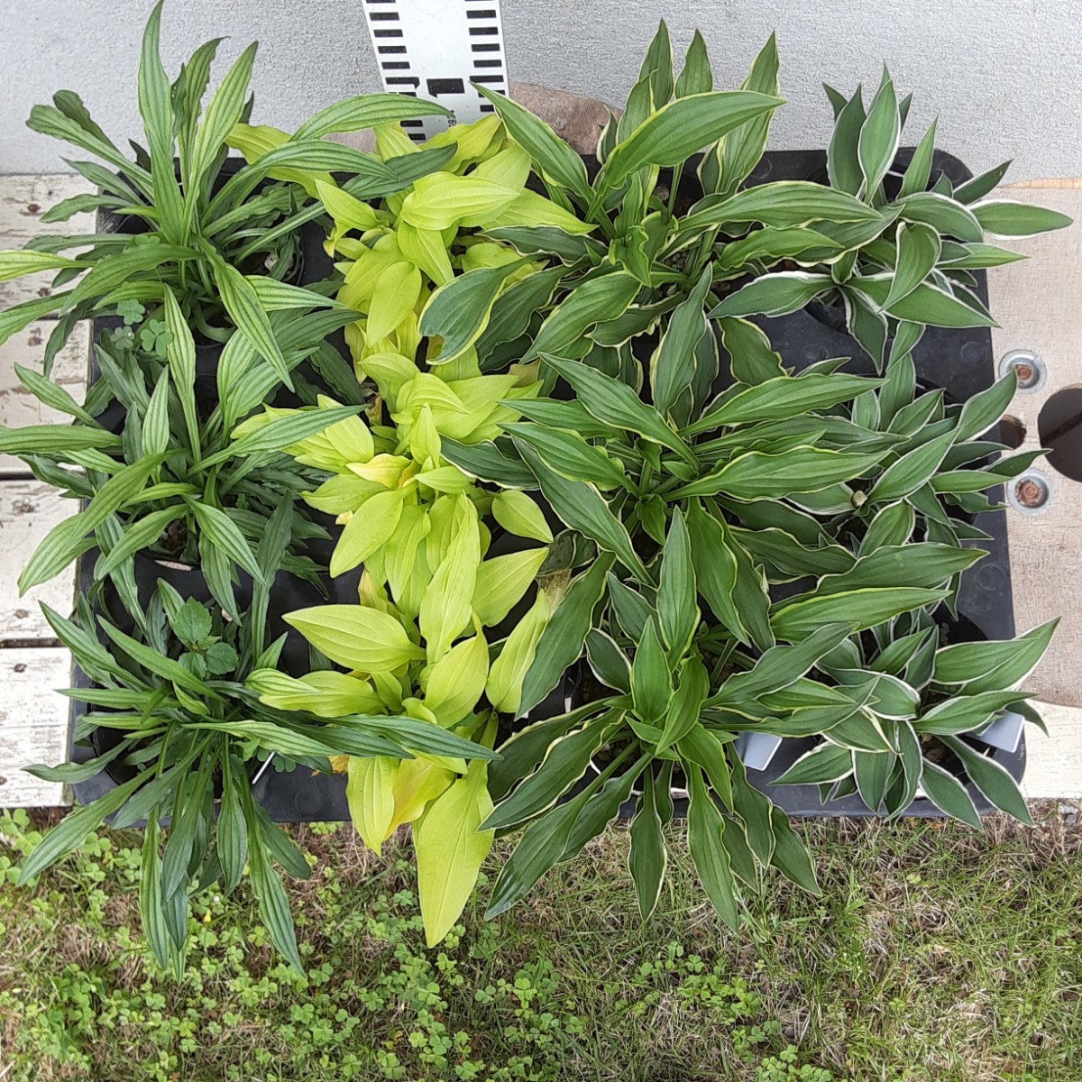 オモト 万年青 「華宝」