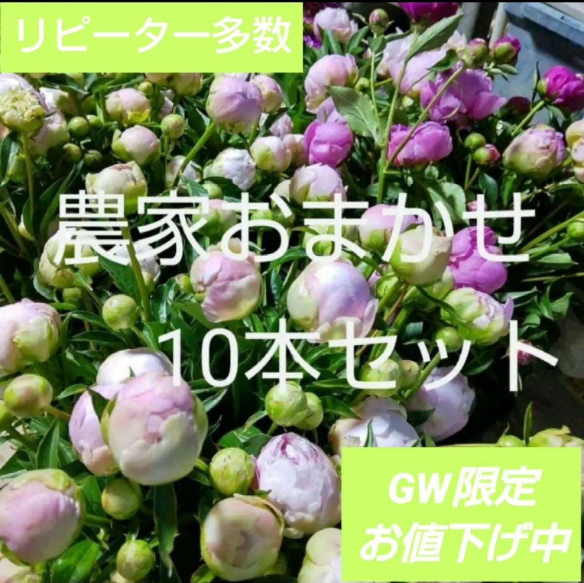 切り花 生花【芍薬】農家直送 おまかせ10本セット シャクヤク 母の日