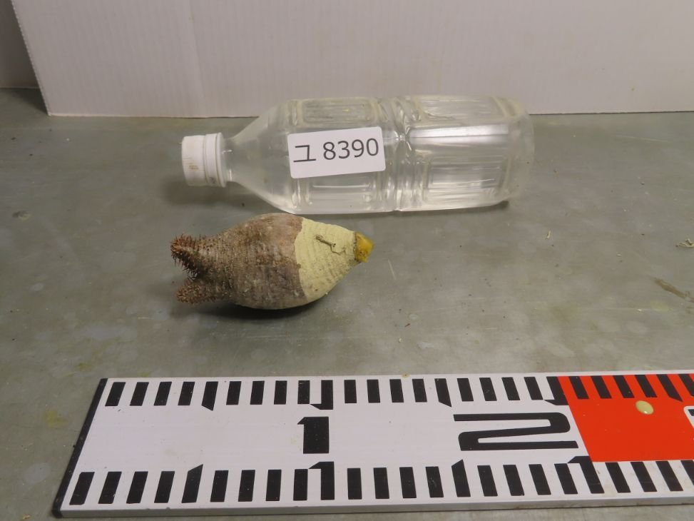 ユ8390 「塊根植物」パキポディウム グラキリス SS 抜き苗【/最新到着
