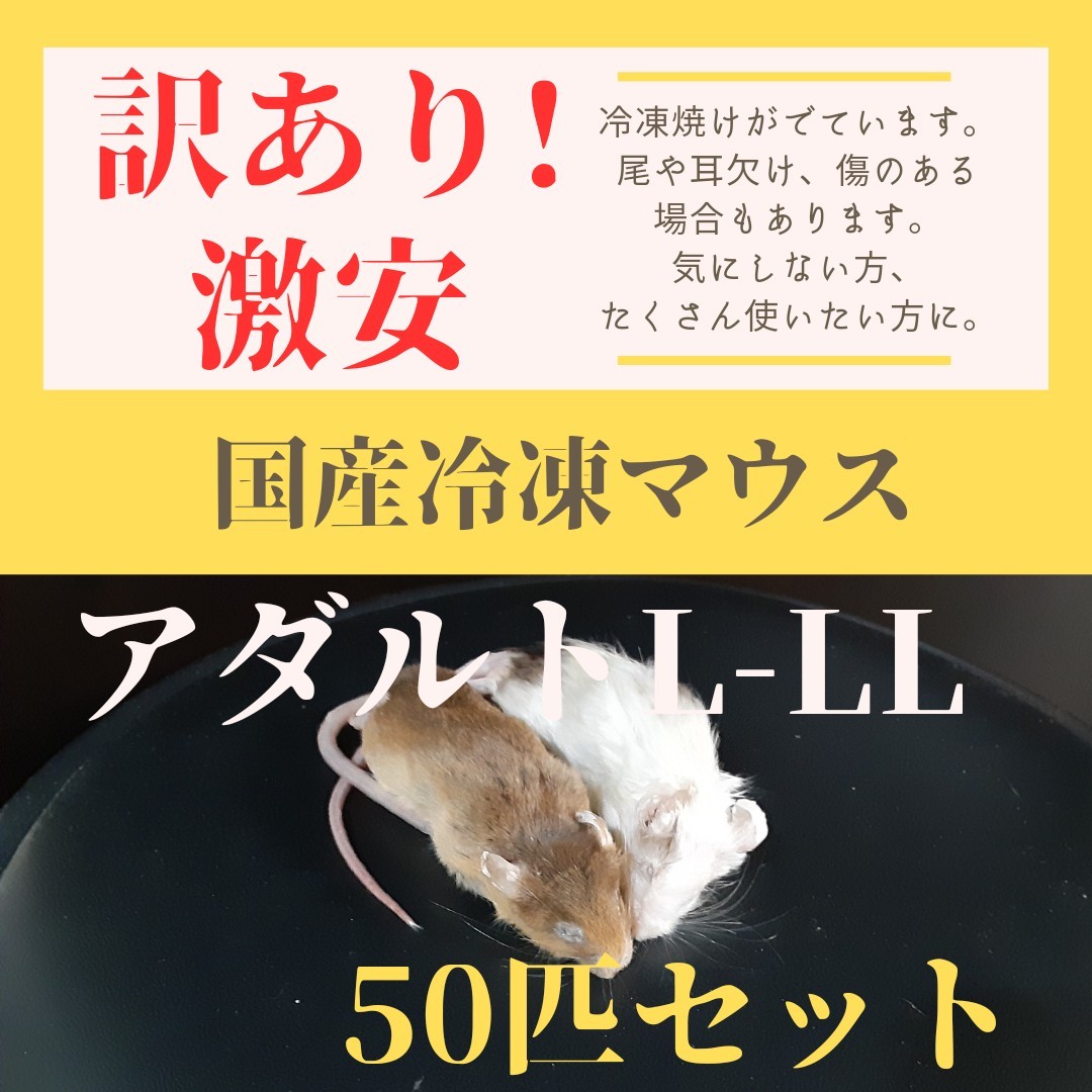 訳あり激安！ 国産冷凍ラット アダルトL-LLサイズ 50匹セット 【公式通販】