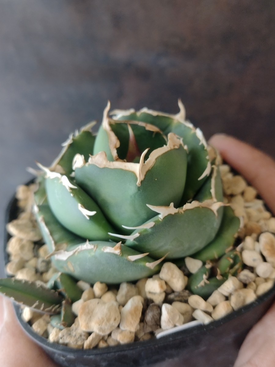 【AGAVE TITANOTA　ムチプリ丸】デブ株　アガベ　チタノタ　子株　ラスト