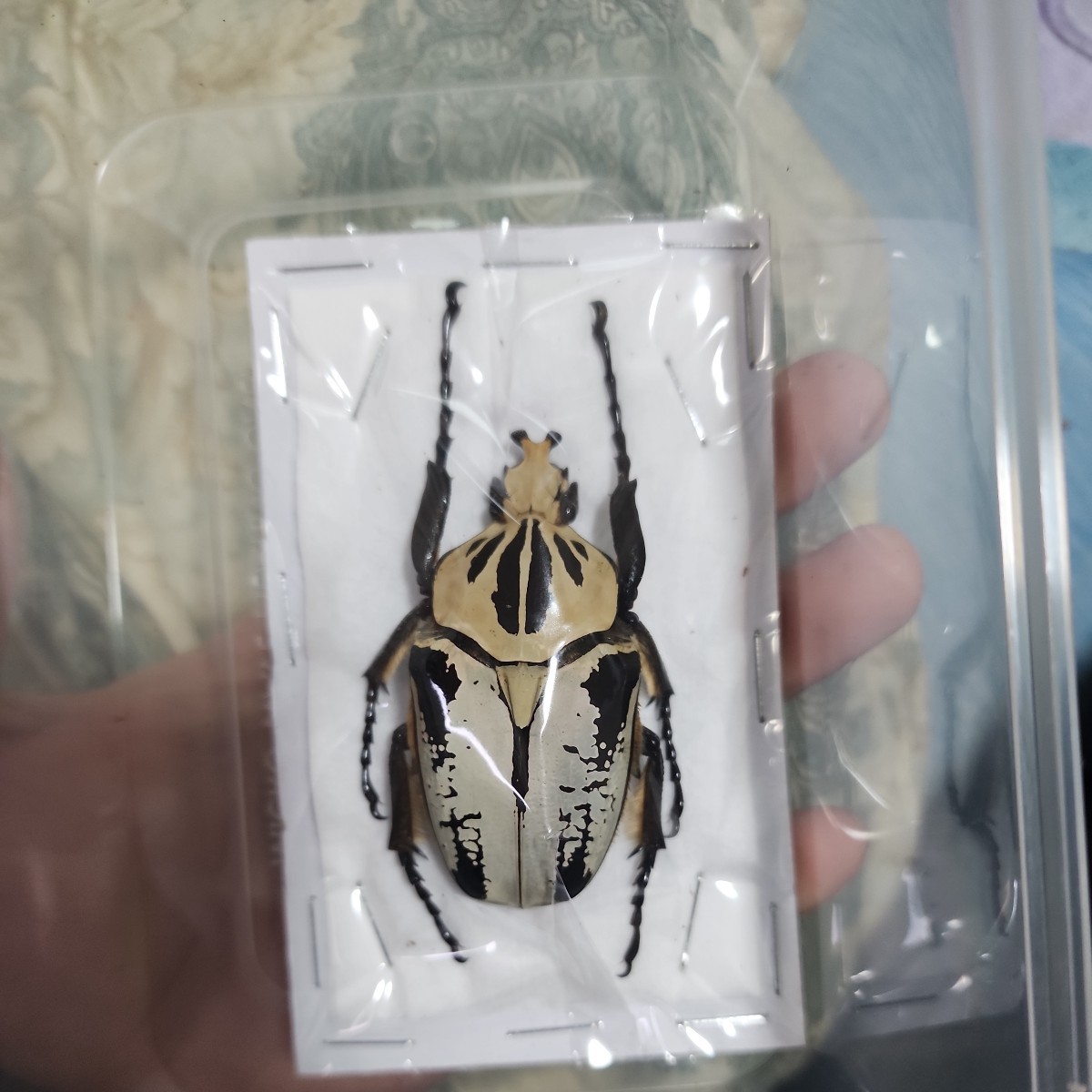 Yahoo!オークション - 「ゴライアスレギウス」ペット、生き物の落札 の