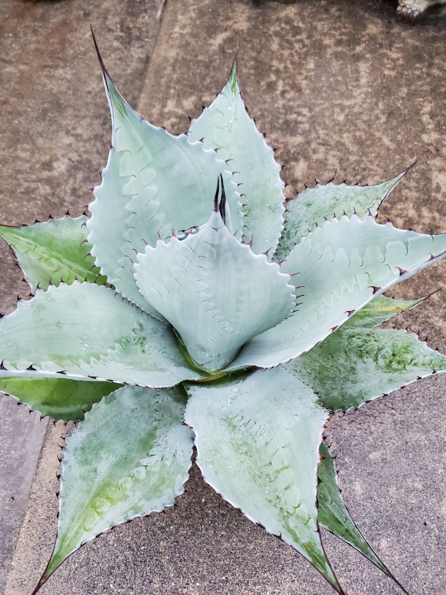 美種 1円スタート大株！ アガベ　オバティフォリア　 “ Agave ovatifolia “ 実生株