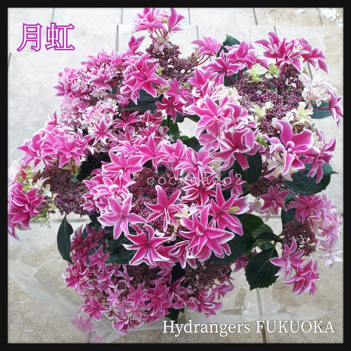 紫陽花 月虹 ピンク 締切延長！5/9 午前9時まで】母の日ギフト2025