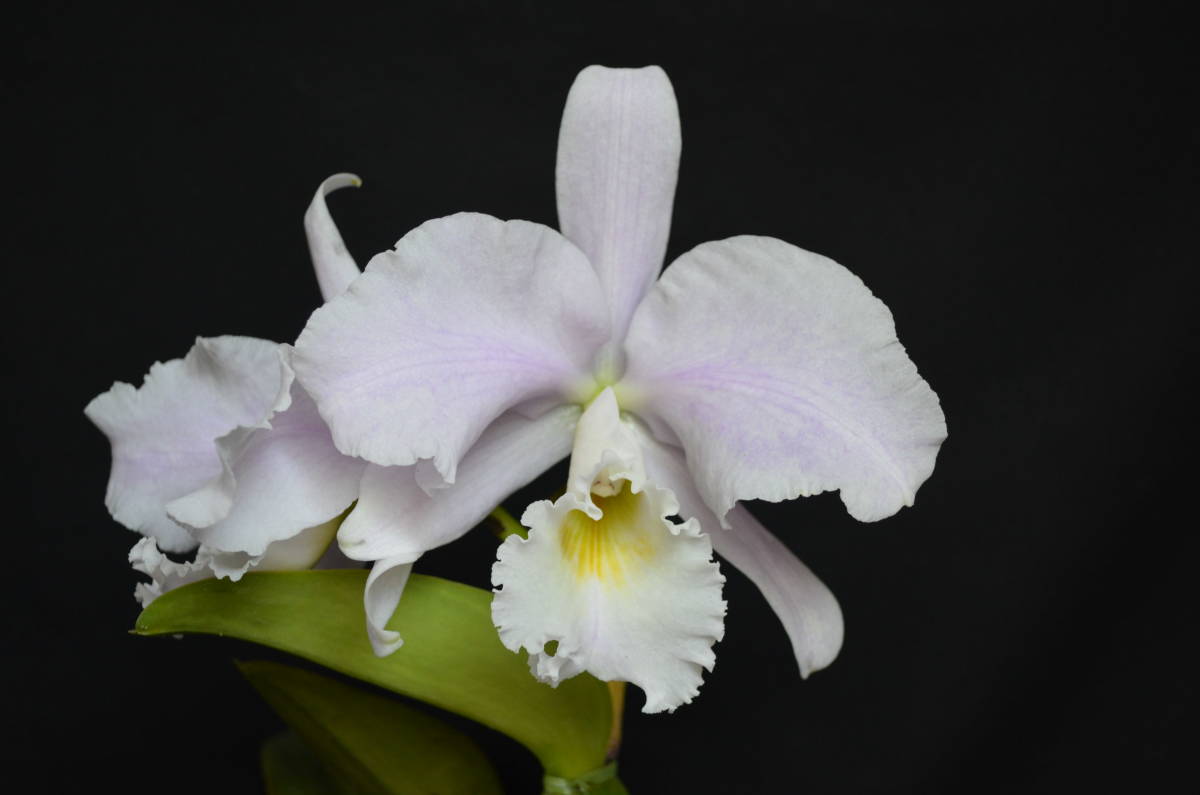 No.505 洋蘭 原種 カトレア 花付 C.warneri var.concolor 'Santa