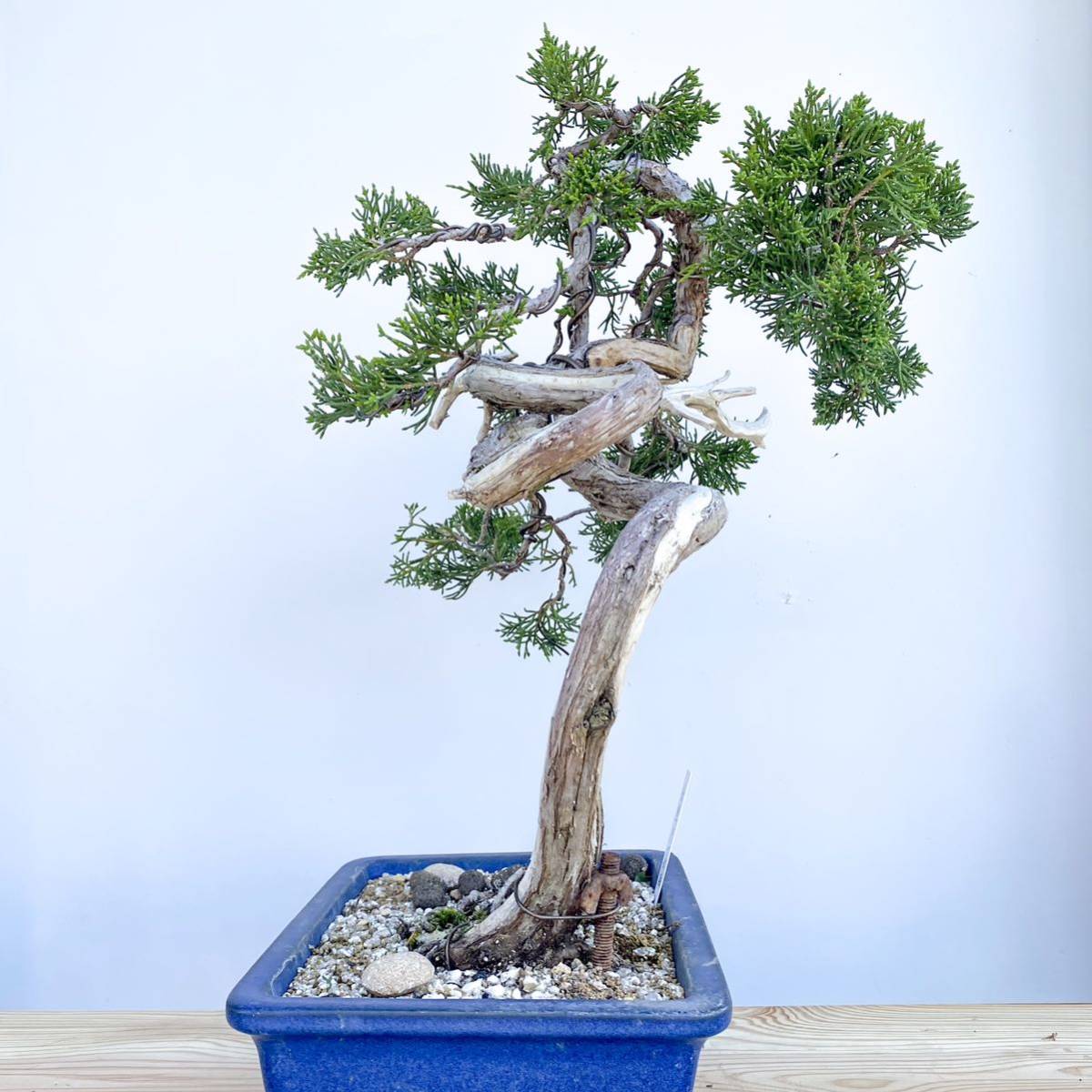 糸魚川 真柏 真柏盆栽 盆栽 