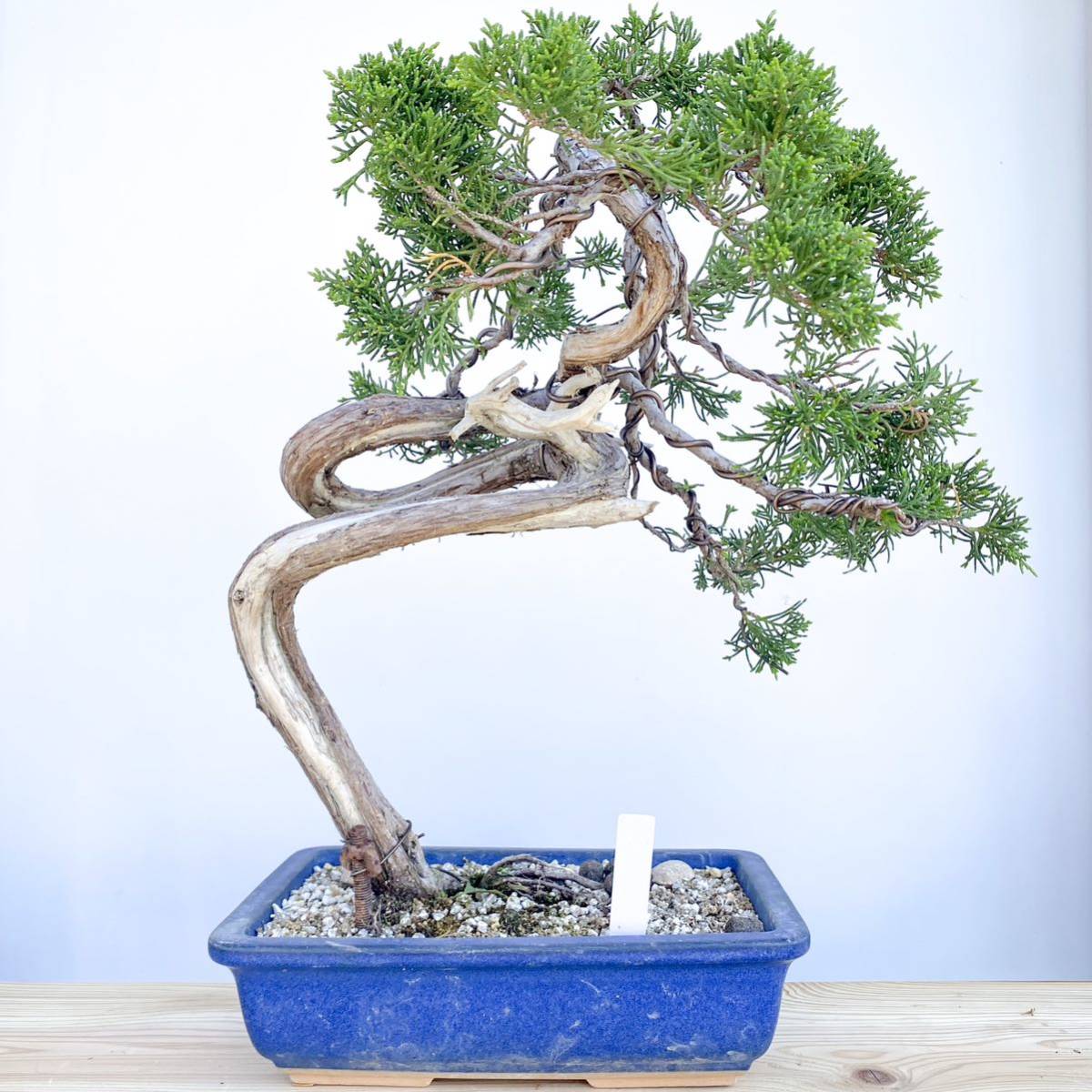 糸魚川 真柏 真柏盆栽 盆栽 